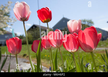 'Red Eindruck" Darwin Hybrid Tulip, Darwinhybridtulpan (Tulipa gesneriana) Stockfoto