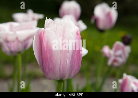 "Ollioules "Darwin Hybrid Tulip, Darwinhybridtulpan (Tulipa gesneriana) Stockfoto