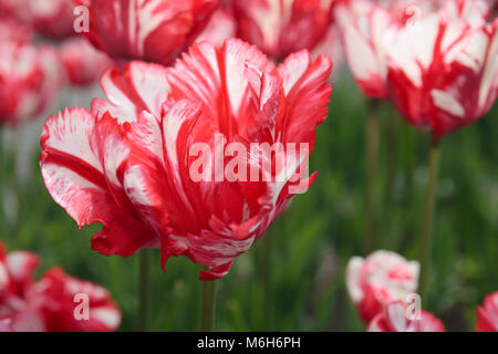 "Peach Blossom' Doppelte frühe Tulpe, Frühbucherrabatt fylld Tulpan (Tulipa gesneriana) Stockfoto