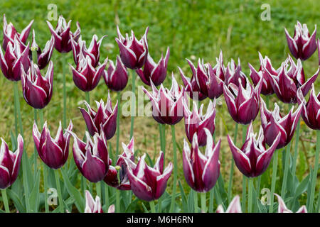 "Rajka 'Triumph Tulpe, Triumftulpan (Tulipa gesneriana) Stockfoto