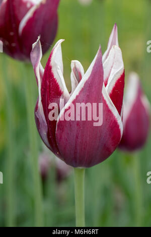 "Rajka 'Triumph Tulpe, Triumftulpan (Tulipa gesneriana) Stockfoto