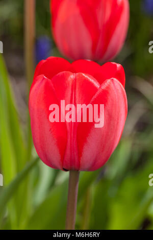 'Red Eindruck" Darwin Hybrid Tulip, Darwinhybridtulpan (Tulipa gesneriana) Stockfoto