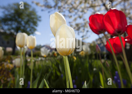 "Purissima, weiß Kaiser', Kejsartulpan Fosteriana Tulpe (Tulipa fosteriana-Hybrid) Stockfoto