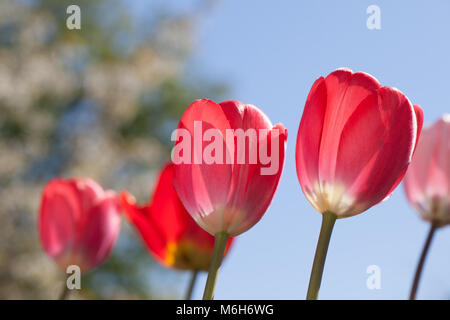 'Red Eindruck" Darwin Hybrid Tulip, Darwinhybridtulpan (Tulipa gesneriana) Stockfoto