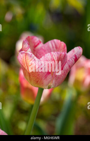 "Hemisphäre" Triumph Tulpe, Triumftulpan (Tulipa gesneriana) Stockfoto