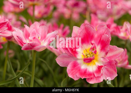"Peach Blossom' Doppelte frühe Tulpe, Frühbucherrabatt fylld Tulpan (Tulipa gesneriana) Stockfoto