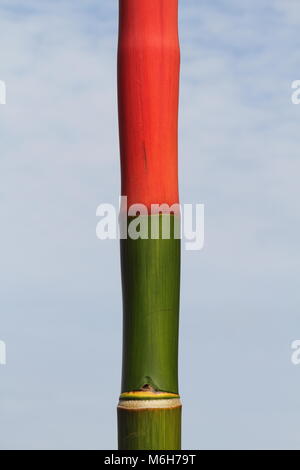 Weibliche Orange-bellied Trogon Stockfoto