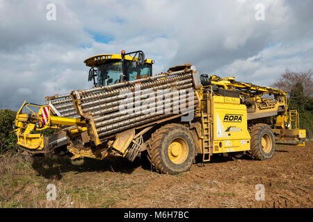 Ropa Euro Maus 4 Zuckerrüben Lader Stockfoto