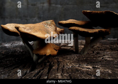 Pilze wachsen auf einem Baumstamm Stockfoto