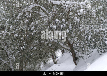 Schnee bedeckt Olivenbaum in der Provinz Imperia, Italien Stockfoto