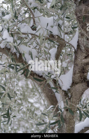 Schnee bedeckt Olivenbaum in der Provinz Imperia, Italien Stockfoto