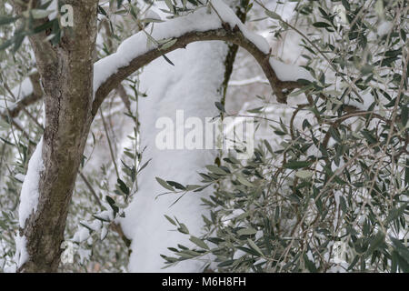 Schnee bedeckt Olivenbaum in der Provinz Imperia, Italien Stockfoto