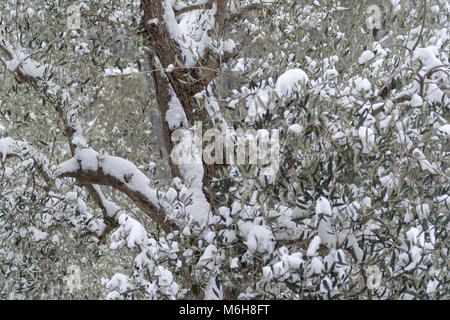 Schnee bedeckt Olivenbaum in der Provinz Imperia, Italien Stockfoto