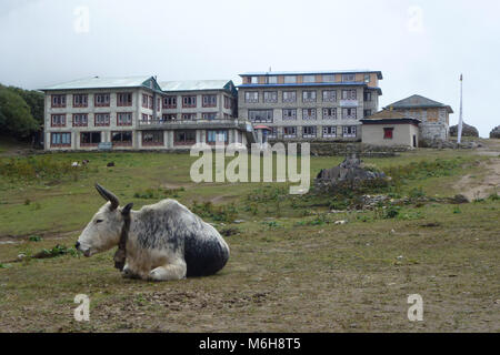 Kühe auf dem Gras an der Tengboche Kloster, Everest Base Camp trek, Nepal Stockfoto