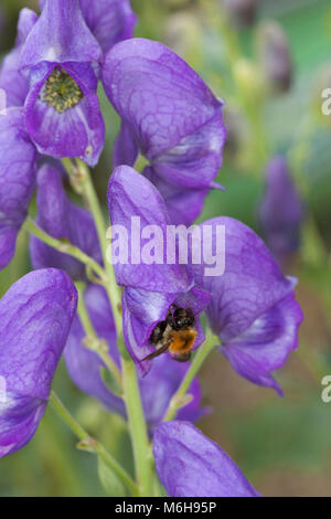 Aconitum carmichaelii 'Arendsii' AGM Stockfoto