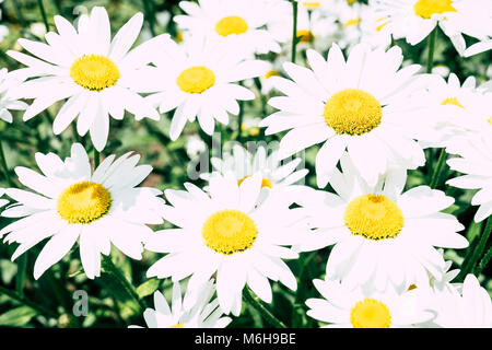Daisy Blumen in voller Blüte an einem sonnigen Tag Stockfoto