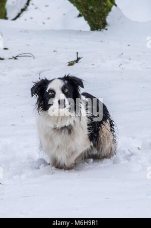 Border Collie im Schnee spielen Stockfoto