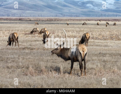 Ein bull Elk kaut einen Bissen von Gras, während sie sich in einer Herde von weiblichen Elche stehen. Stockfoto