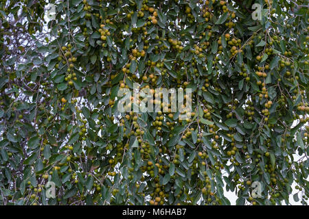 T der indischen Jujube Früchte hängen mit Jujube Baum auf Yas Island, Abu Dhabi. Stockfoto