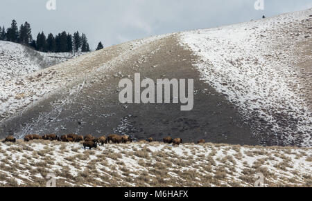 Eine große Herde von Bison Spaziergang entlang einer Kante im Schnee bedeckte Hügel in der Ferne. Stockfoto