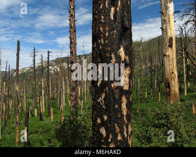 Neues Wachstum der Kiefern, Farnen und anderen Pflanzen ergibt sich aus dem Waldboden nach Aspen Brand, Minze Feder Trail, Sonoran Wüste, Coronado Nation Stockfoto