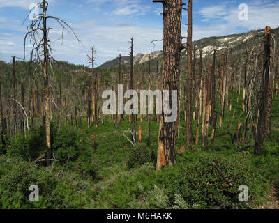 Neues Wachstum der Kiefern, Farnen und anderen Pflanzen ergibt sich aus dem Waldboden nach Aspen Brand, Minze Feder Trail, Sonoran Wüste, Coronado Nation Stockfoto