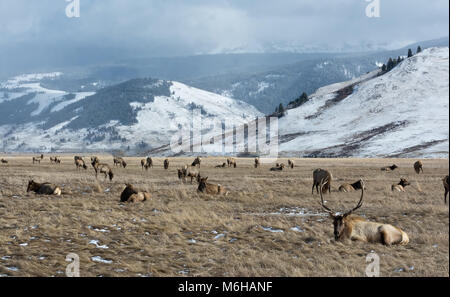 Ein einziger Stier und Herde von Cow elk Rest und Weiden in einer goldenen Feld aus Gras mit Schnee Berge in der Ferne. Stockfoto