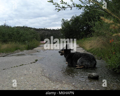 Ein Blue Heeler genießt einen kleinen Bach, Carter, Canyon, Sonoran Wüste, Coronado National Forest, Santa Catalina Mountains, Mount Lemmom. Arizona, USA. Stockfoto