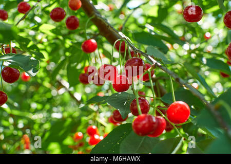 Viele rote reife Kirschen wachsen auf dem Baum Stockfoto