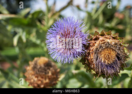 Cynara Cardunculus Blütenstand Stockfoto