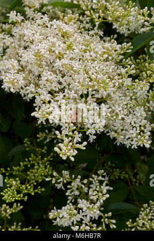 Ligustrum vulgare Blüte Stockfoto