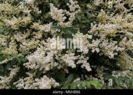 Ligustrum vulgare Blüte Stockfoto