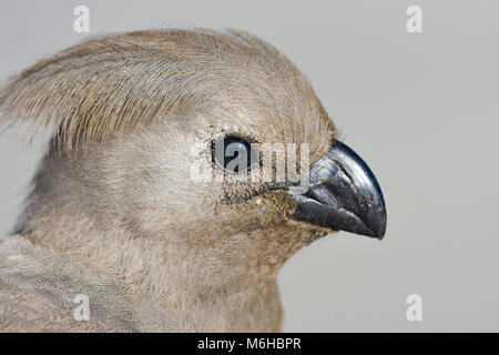 Krüger Nationalpark, Südafrika. Go-away-Vogel. Grau loerie. Corythaixoides concolor Stockfoto