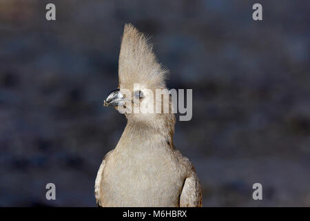 Krüger Nationalpark, Südafrika. Go-away-Vogel. Grau loerie. Corythaixoides concolor Stockfoto