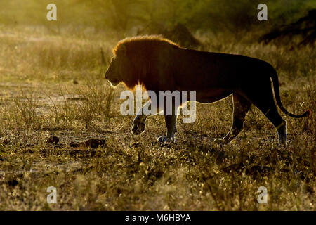 Krüger Nationalpark, Südafrika. Panthera leo Wandern bei Sonnenaufgang. Stockfoto