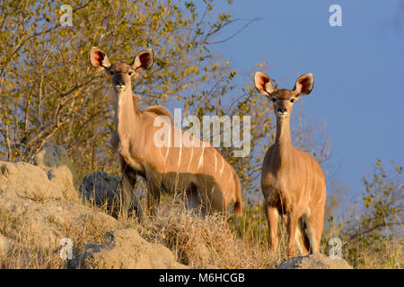 Krüger Nationalpark, Südafrika. Zwei größere weibliche Kudus stehend auf Ameisenhaufen. Stockfoto