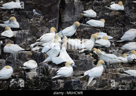 Basstölpel Abrechnung auf Felsen Stockfoto