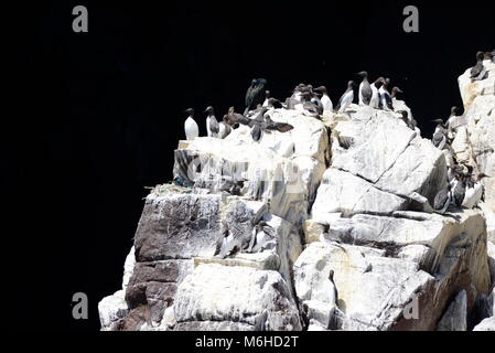 Bass Rock birdlife Stockfoto