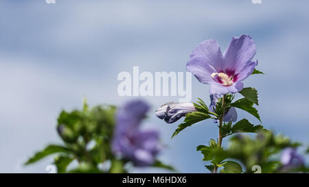 Violette Blüte einer Rose von Sharon und blauer Himmel. Hibiscus syriacus. Die schönen blühenden Blume mit leeren Raum auf Hintergrund. Kleine Tiefe der Schärfe. Stockfoto