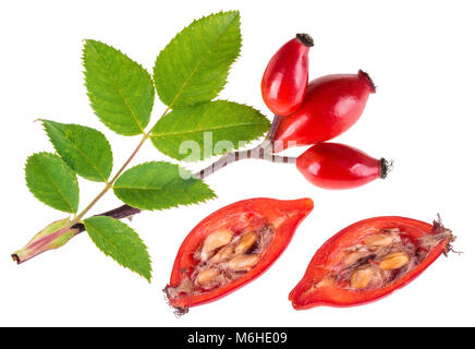 Zweig rose hip und rote Hagebutten halbiert. Rosa Canina. Briar Zweig mit grünen Blättern und zwei halbe geschnittenes Obst voller Vitamine. Auf weiß isoliert. Stockfoto