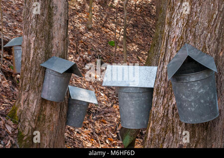 Ahorn Zuckerpaste verzinkt sap Eimer hängen an Zucker-ahorn Bäume, Sammeln von SAP auf einen späten Winter Tag in New England. Stockfoto