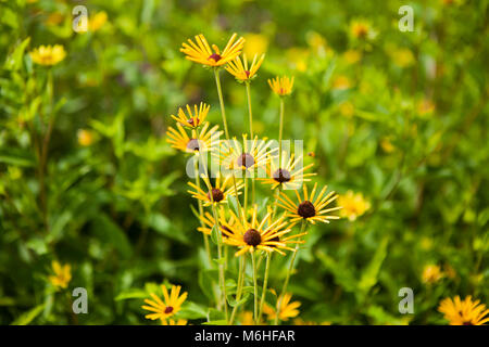 Süße coneflower (Rudbeckia subtomentosa) Stockfoto