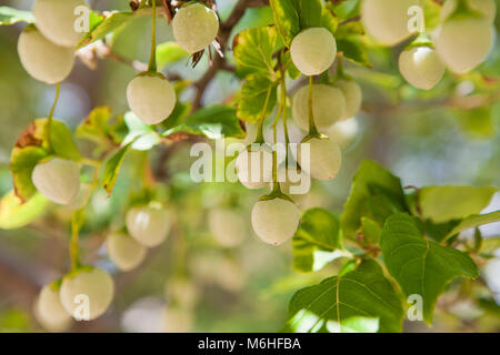 Japanische Snowbell Beeren (Styrax japonica, Styrax japanicus) am Baum Stockfoto