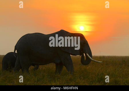 Serengeti Nationalpark in Tansania, ist einer der spektakulärsten Tierwelt Reiseziele der Erde. Elefanten auf Ebenen an den roten Sonnenuntergang. Stockfoto