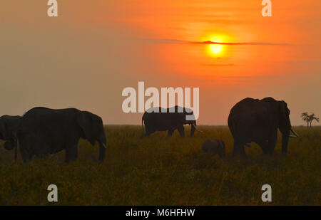 Serengeti Nationalpark in Tansania, ist einer der spektakulärsten Tierwelt Reiseziele der Erde. Elefanten auf Ebenen an den roten Sonnenuntergang. Stockfoto