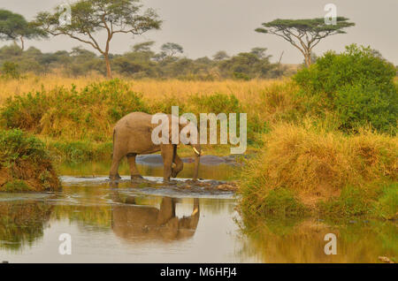 Serengeti Nationalpark in Tansania, ist einer der spektakulärsten Tierwelt Reiseziele der Erde. Elephant Crossing Seronera River Stockfoto