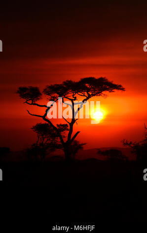 Serengeti Nationalpark in Tansania, ist einer der spektakulärsten Tierwelt Reiseziele der Erde. Acacia Tortilla silhoutte gegen rauchige rote Sonnenuntergang. Stockfoto