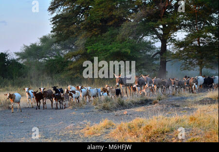 Masaai goaats, Esel und Hirten in der Nähe des Tarangire National Park, Tansania. Stockfoto