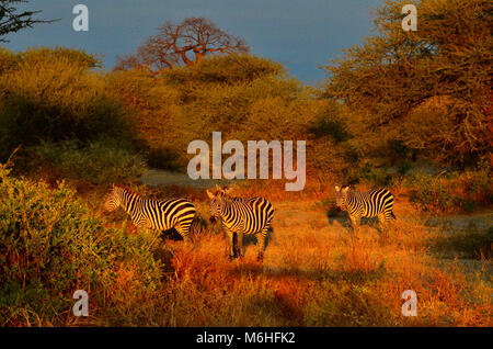 Der Tarangire National Park ist ein ausgezeichnetes Spiel anzeigen Ziel in Tansania. Zebra in der Morgendämmerung Stockfoto