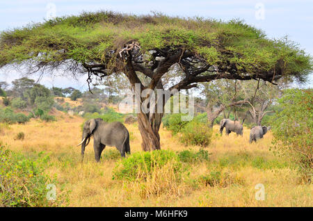 Der Tarangire National Park ist ein ausgezeichnetes Spiel anzeigen Ziel in Tansania. Unter Akazien tortilla Elephant Stockfoto